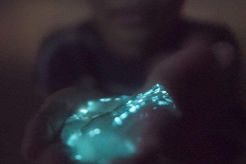 Bioluminescence Kayak Tour 2