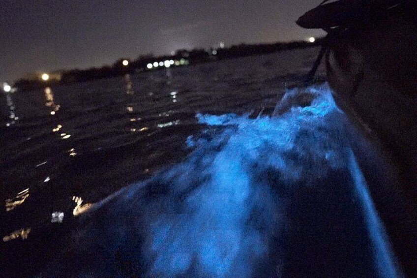 Bioluminescence Kayak Tour 3