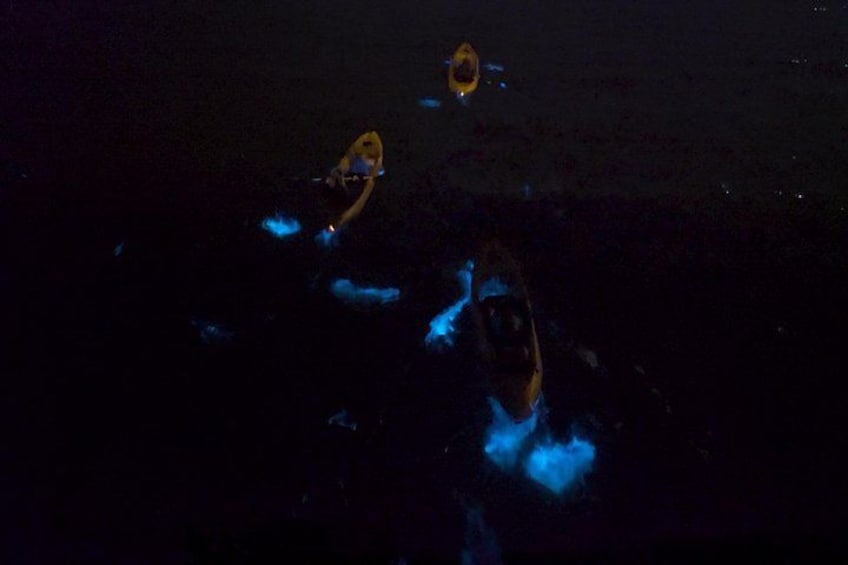 Bioluminescence Kayak Tour 2