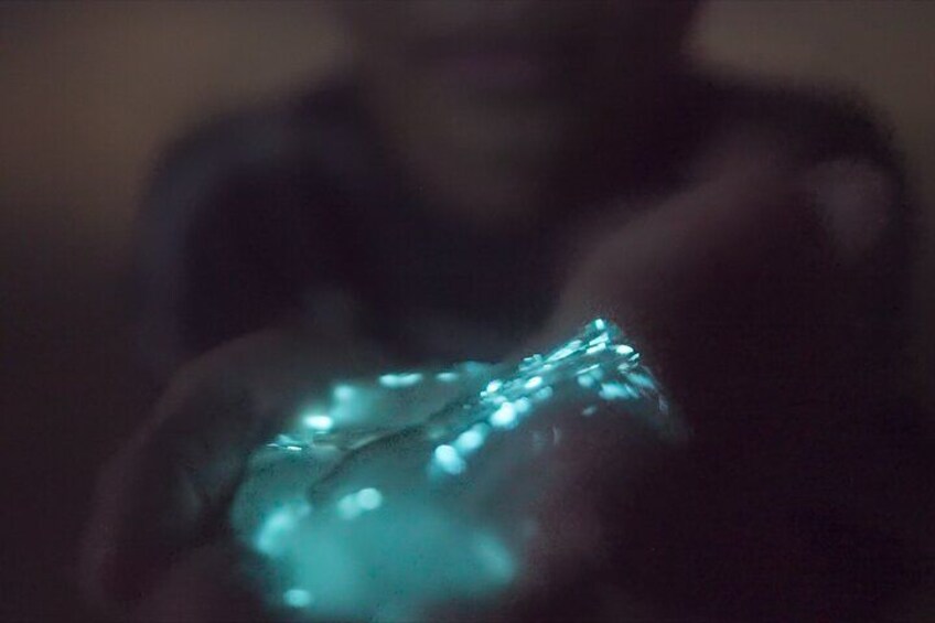 Bioluminescence Kayak Tour 3