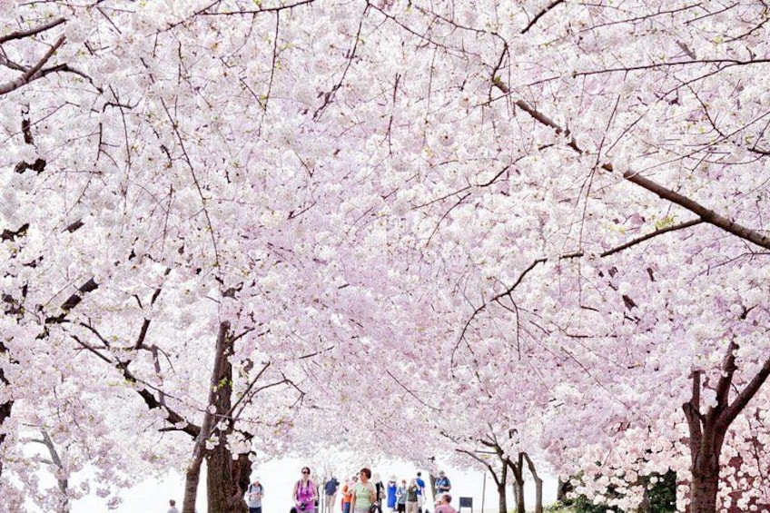 DC in a Day: 10+ Monuments, Boat Cruise, National Mall, Tickets 2