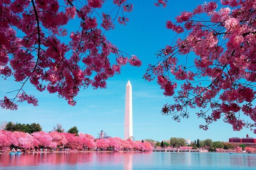 DC in a Day: 10+ Monuments, Boat Cruise, National Mall, Tickets 1