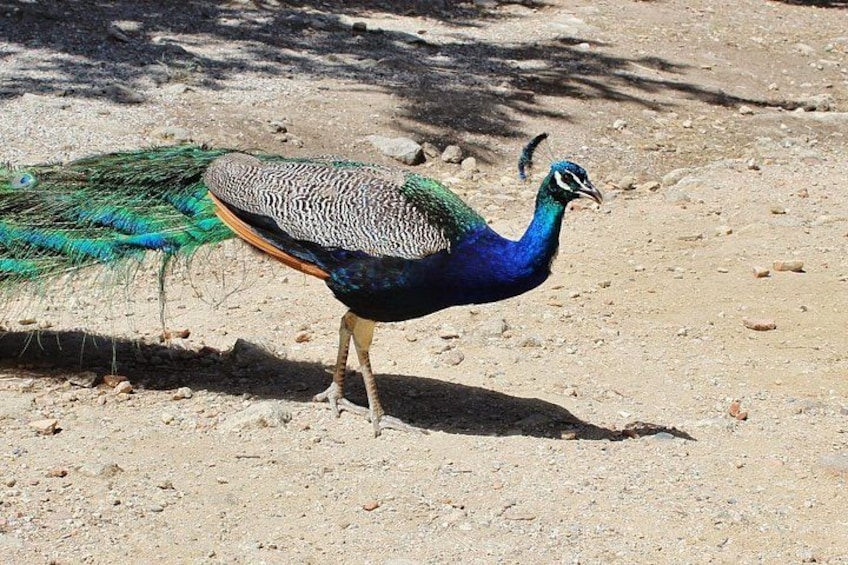 A peacock standing on a dirt ground with sparse vegetation. 1