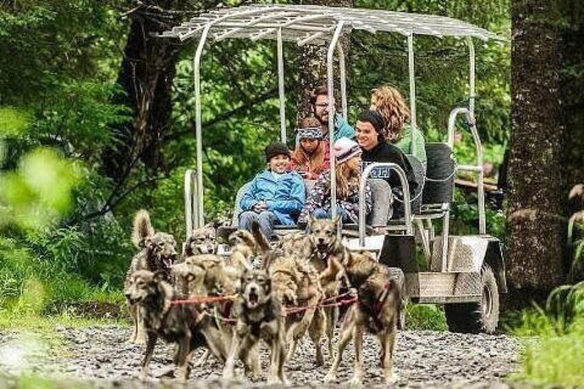 Dog Sled 2