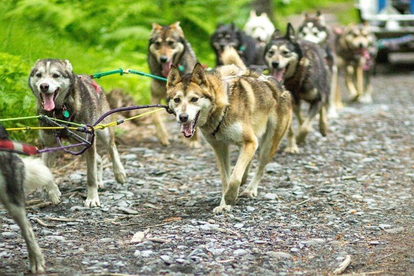 Turning Heads Kennel Dogsledding Experience & Tour 4