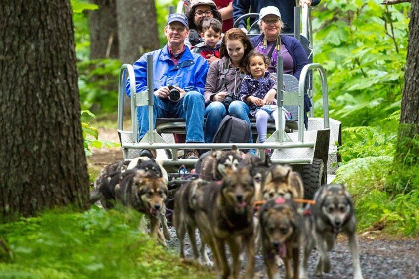 Turning Heads Kennel Dogsledding Experience & Tour 2