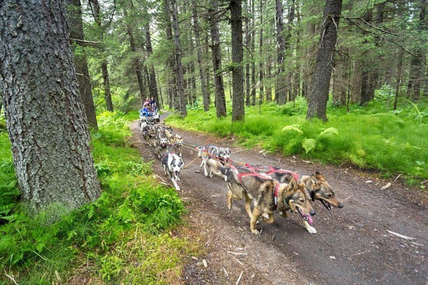 Turning Heads Kennel Dogsledding Experience & Tour 3