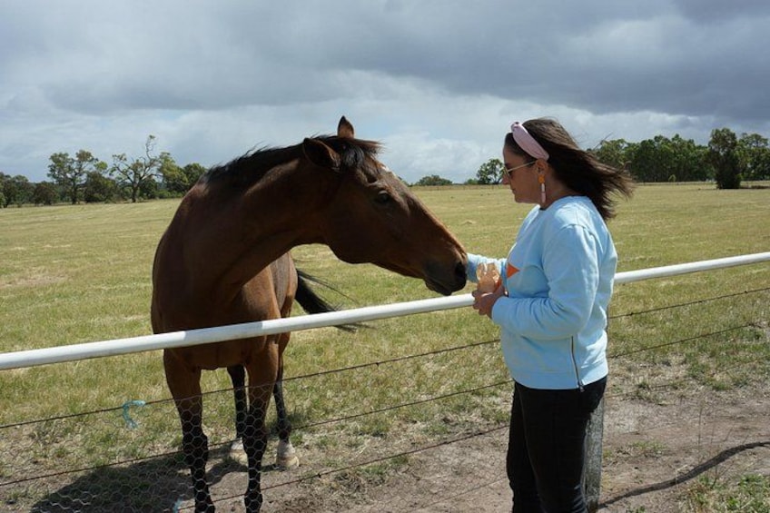 A person standing next to a horse in an open field with a fence. 2