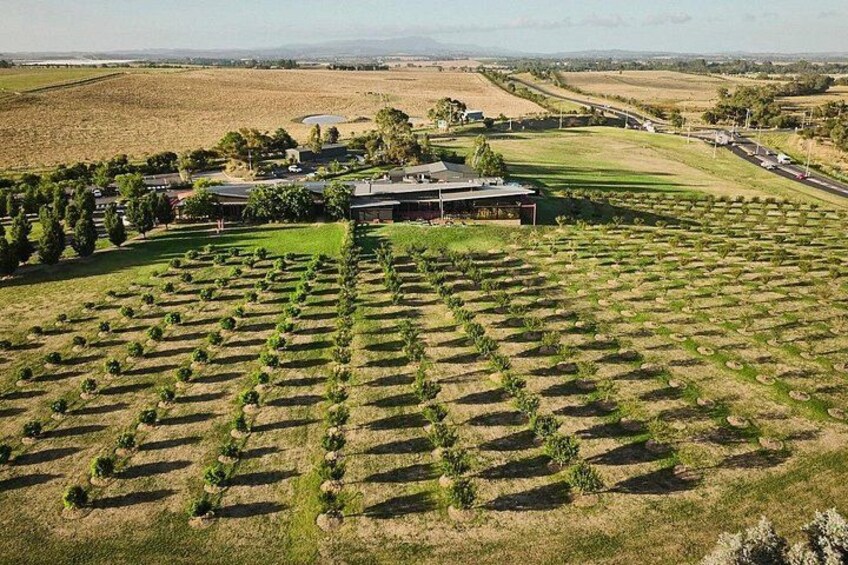 An aerial view of a vineyard with rows of grapevines, a large building, and surrounding fields. 4