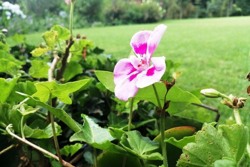 Eine rosa Blume mit grünen Blättern in einem Garten. 5