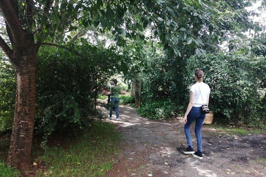 Eine Person geht auf einem Feldweg durch bewaldetes Gebiet mit Bäumen und Büschen. 3
