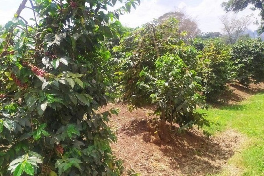 A coffee plantation with rows of coffee trees. 1