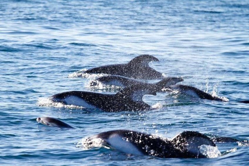 Un grupo de ballenas saltando fuera del agua. 2