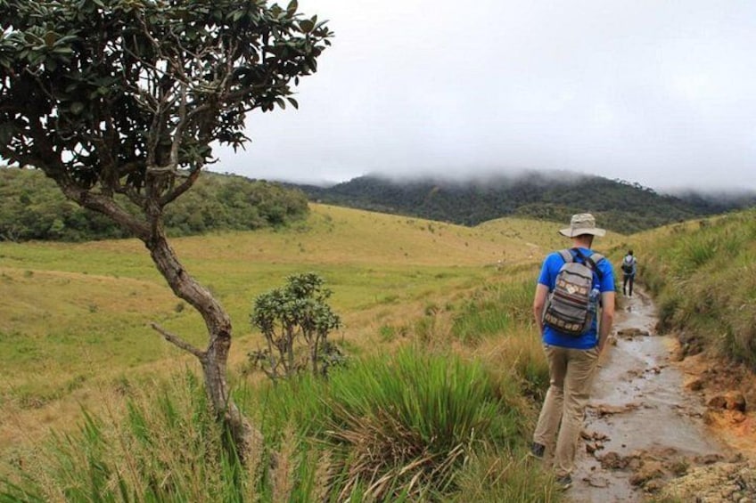 A hiker with a backpack walking on a muddy trail surrounded by grass and a tree. 1