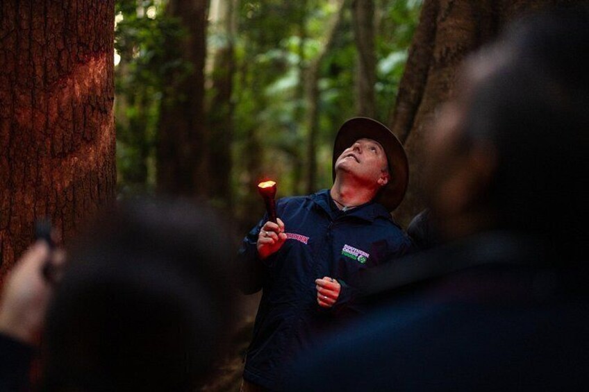 Evening Rainforest & Glow Worm Tour from Gold Coast 5