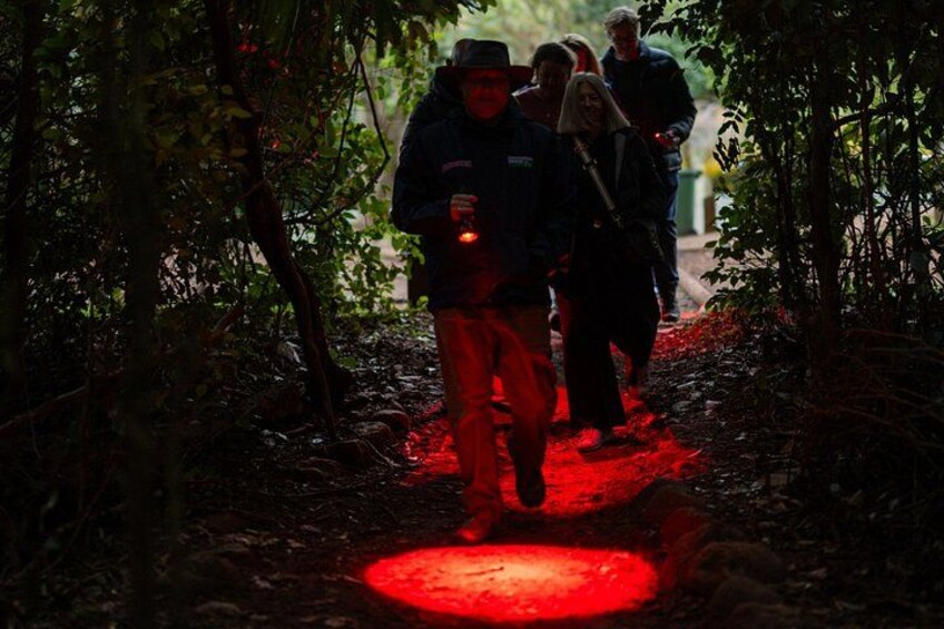 Evening Rainforest & Glow Worm Tour from Gold Coast 2