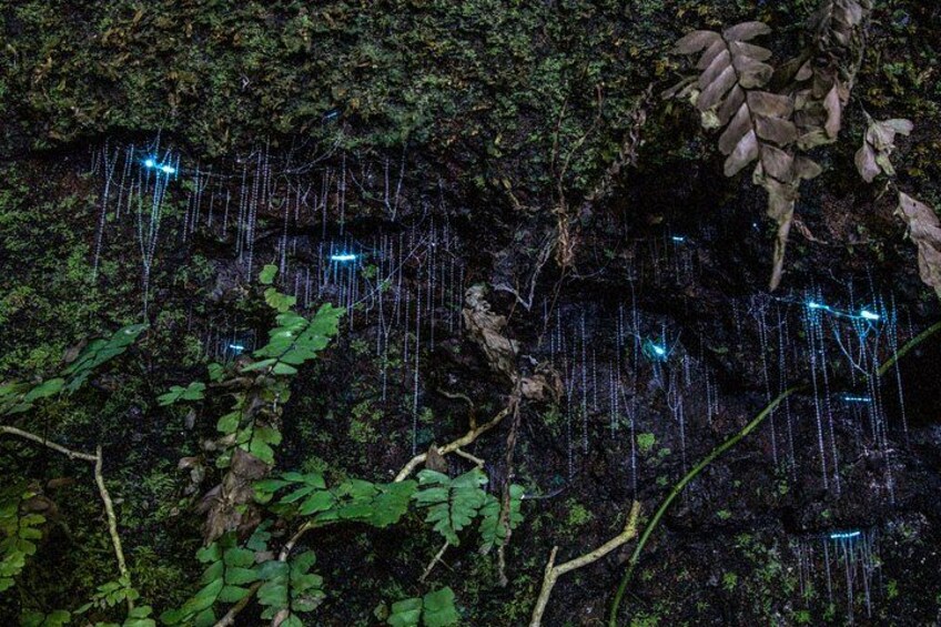 Glow worms in natural enviroment 5