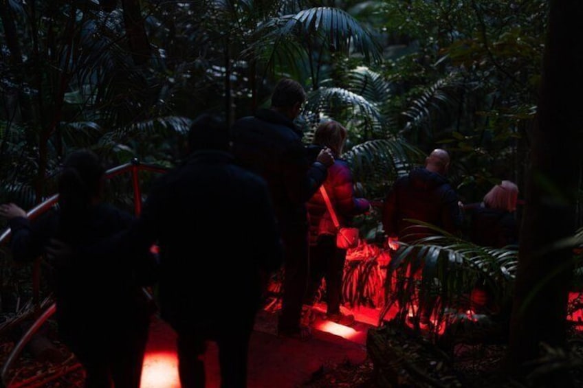Evening Rainforest & Glow Worm Tour from Gold Coast 3