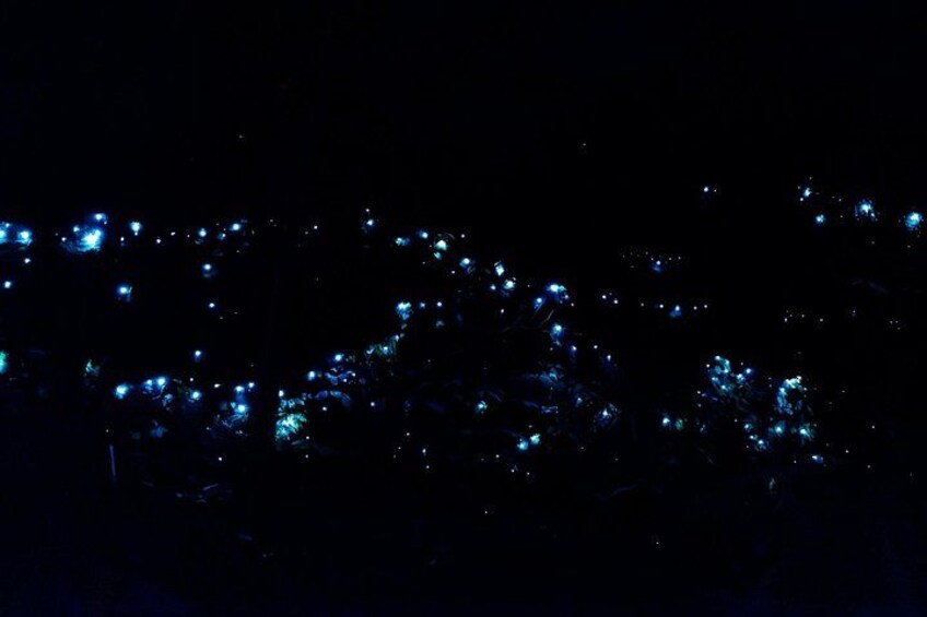 Glow Worms 2