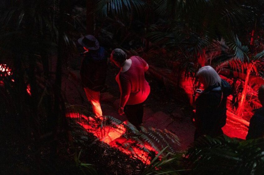 Evening Rainforest & Glow Worm Tour from Gold Coast 2