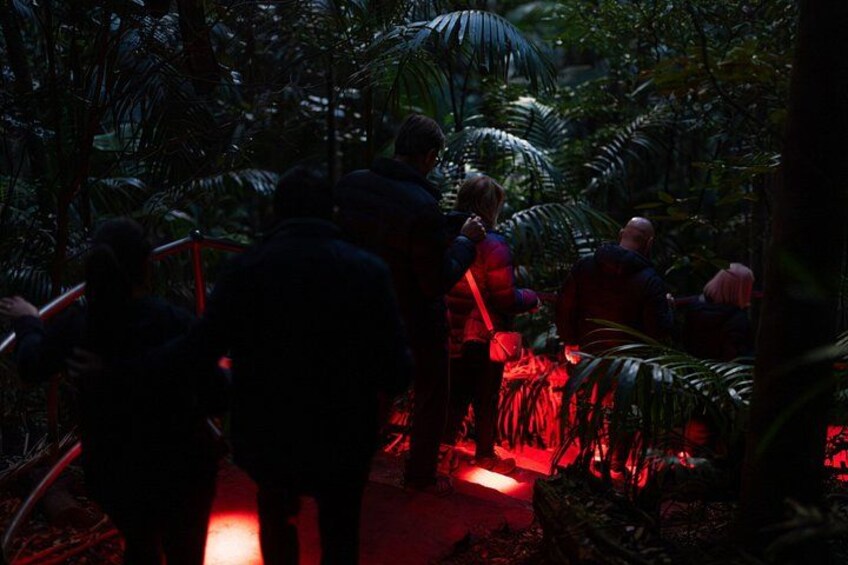 Evening Rainforest & Glow Worm Tour from Gold Coast 3