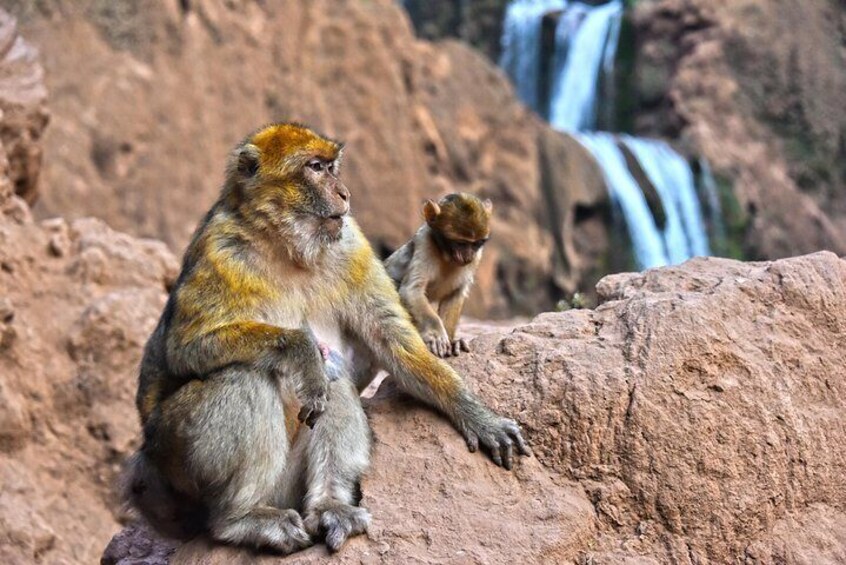 Day Trip to Ouzoud WatterFalls from Marrakech: Shared