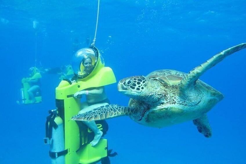 Get Up Close to Green Sea Turtles 2