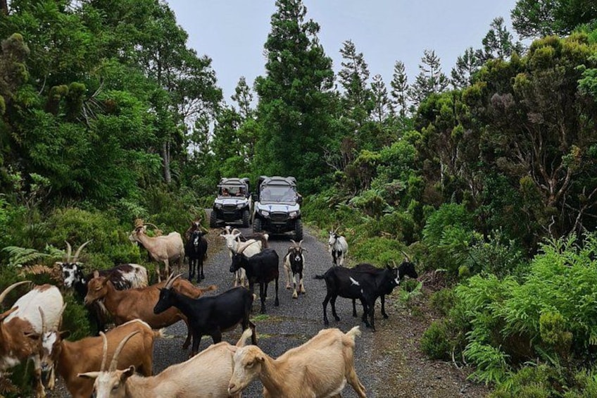 En flock getter och kor på en grusväg, med fordon parkerade längs vägkanten. 2