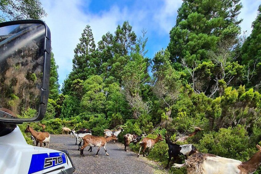 Un vehículo blanco con un logo azul, rodeado por un grupo de ciervos en una carretera bordeada por un bosque denso a ambos lados. 2