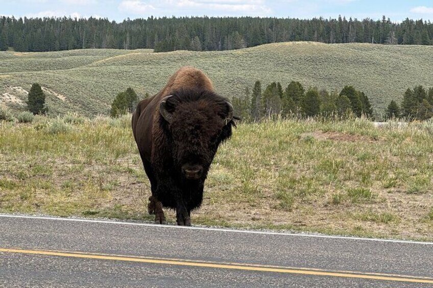 A bison standing on a road with a forested hill in the background. 5