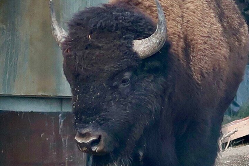 Full Day Private “Pet Friendly” Yellowstone Tour From Cody Wyo. 3