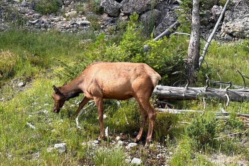 Full Day Private “Pet Friendly” Yellowstone Tour From Cody Wyo. 2