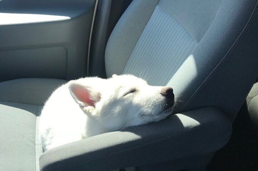 Full Day Private “Pet Friendly” Yellowstone Tour From Cody Wyo! 1