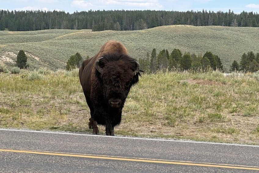 Full Day Private “Pet Friendly” Yellowstone Tour From Cody Wyo. 4