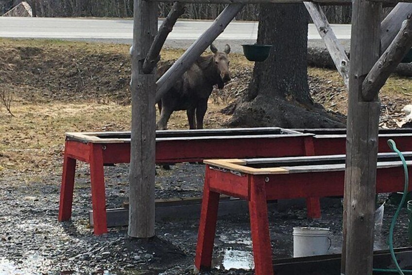 Local moose giving the panners a look 2