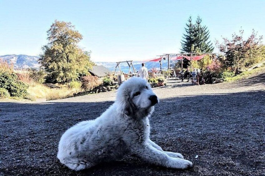 Un cane bianco e soffice giace su un sentiero sterrato, sullo sfondo alberi e un cielo sereno. 2
