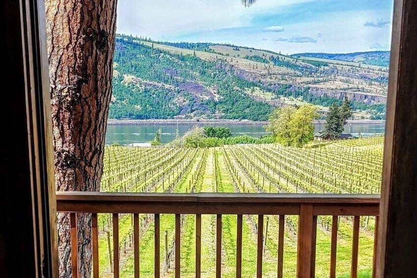 A vineyard with rows of grapevines, a tree trunk, and a distant view of hills and a body of water. 4