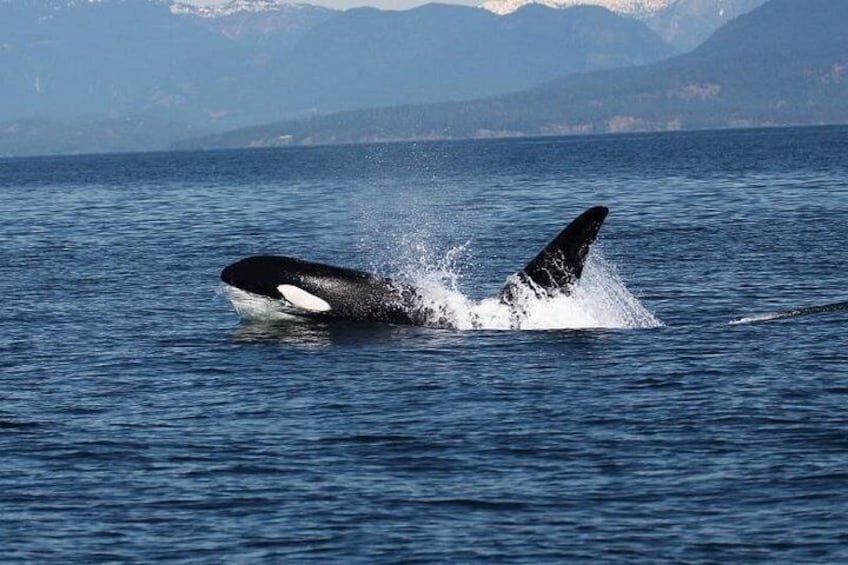 Vancouver Whale Watch Large Zodiac Tour with Guide 2
