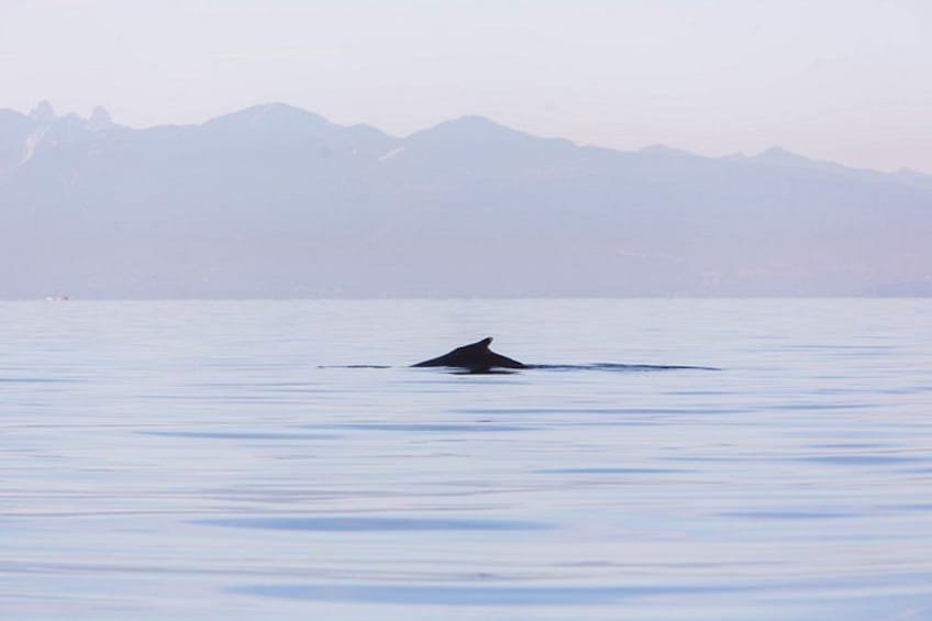 Travelers see humpback whales up close during a whale watching cruise from Vancouver. 4