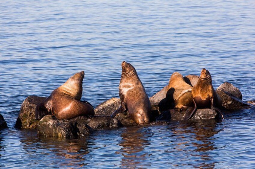 Sea lions sun themselves on rocks off the coast of Vancouver in British Columbia. 3