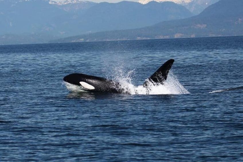 Una orca emerge del agua, mostrando su aleta dorsal. 2