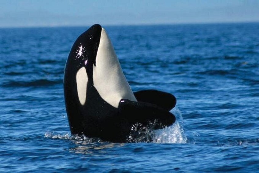 Whale Watching Tour 2