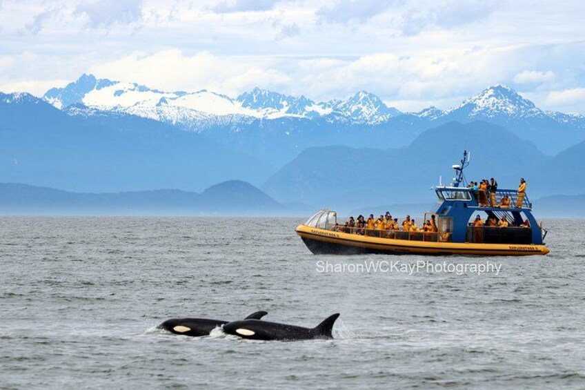 Vancouver Whale Watch Large Zodiac Tour with Guide 1
