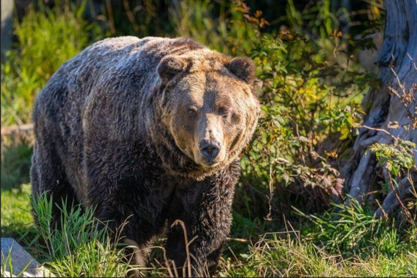 Un oso en un entorno natural, con follaje y un tronco de árbol. 3