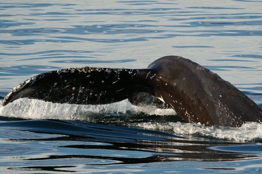 Een walvis springt uit het water, de buik zichtbaar, en veroorzaakt een golf. 2