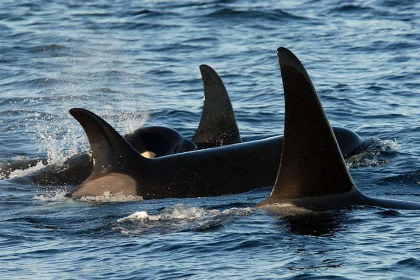 Orca's zwemmen in de oceaan. 3