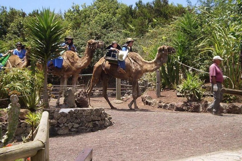 Camel Riding Tour at El Tanque Ranch in Tenerife 1