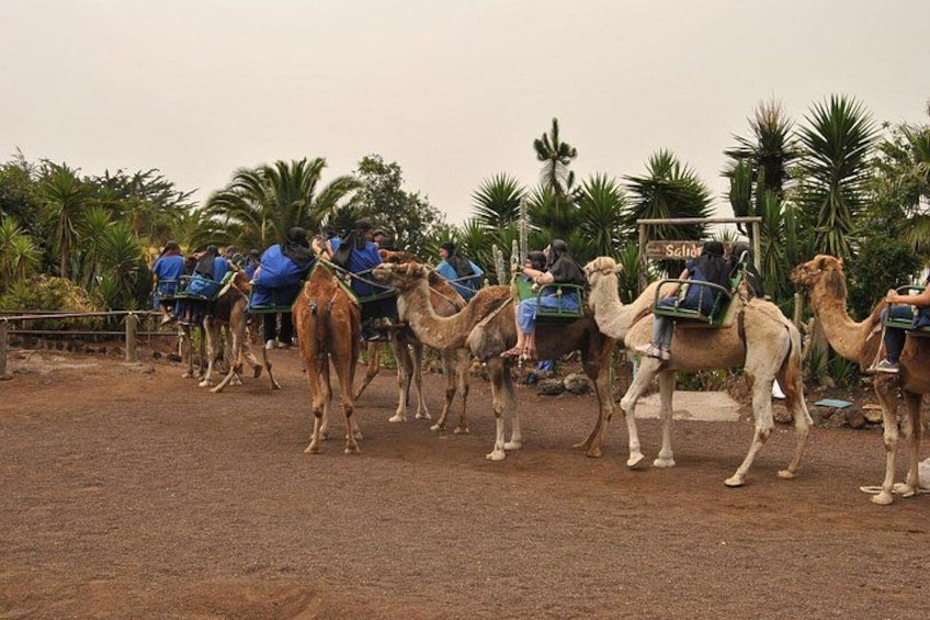 Camel Riding Tour at El Tanque Ranch in Tenerife 3