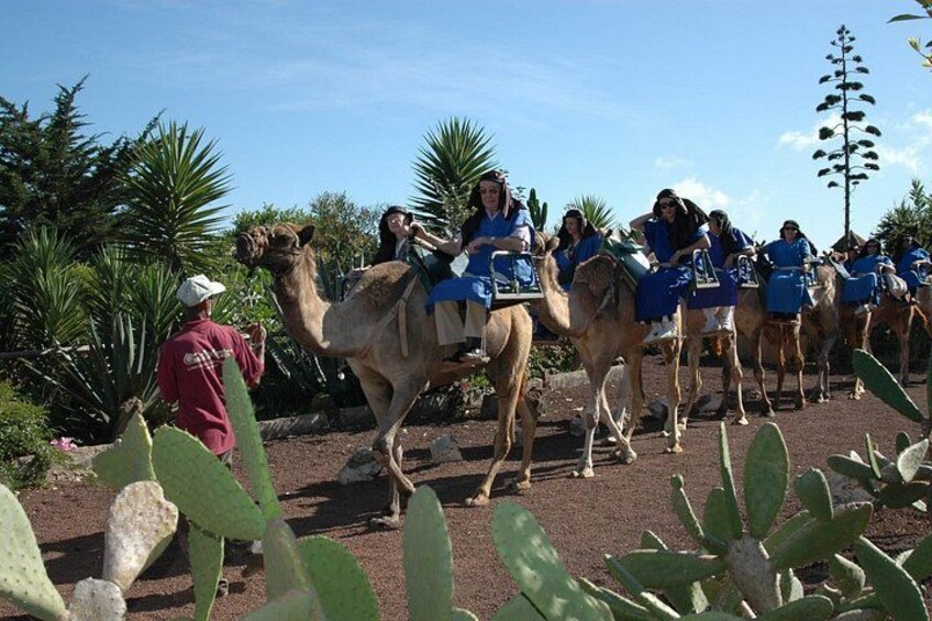 Camel Riding Tour at El Tanque Ranch in Tenerife 5