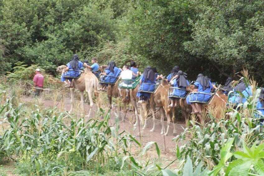 Camel Riding Tour at El Tanque Ranch in Tenerife 2